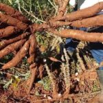 agricultor-flagra-trio-furtando-mandioca-em-sitio-de-rio-bom