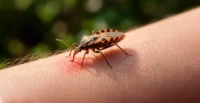 estudio-en-bolivia-identifica-una-alternativa-mas-corta-para-tratar-el-chagas