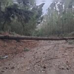 vendaval-derruba-arvores,-bloqueia-estradas-e-agrava-apagao-em-ortigueira