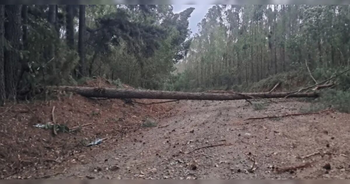 vendaval-derruba-arvores,-bloqueia-estradas-e-agrava-apagao-em-ortigueira