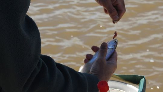 sardinas-del-guazu:-la-apasionante-pesca-que-desafia-a-los-aficionados