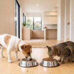 ¿por-que-una-buena-nutricion-es-fundamental-para-la-salud-urinaria-de-nuestras-mascotas?