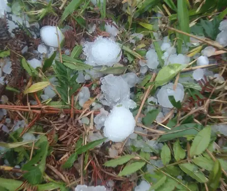 intensa-granizada-causa-danos-en-cultivos-de-vallegrande