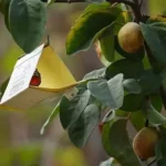 la-batalla-interminable-contra-la-mosca-de-la-fruta