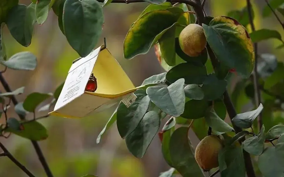 la-batalla-interminable-contra-la-mosca-de-la-fruta