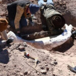 parecia-un-viejo-tronco-encontrado-en-un-arroyo-de-texas,-pero-los-cientificos-descubrieron-que-era-un-raro-colmillo-de-mamut
