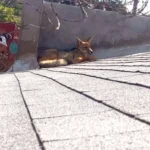 el-zorro-que-sorprendio-a-ovalle-y-volvio-a-poner-en-alerta-la-proteccion-de-la-fauna-silvestre