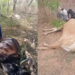 sequia-en-chuquisaca:-mas-de-67.000-cabezas-de-ganado-en-riesgo