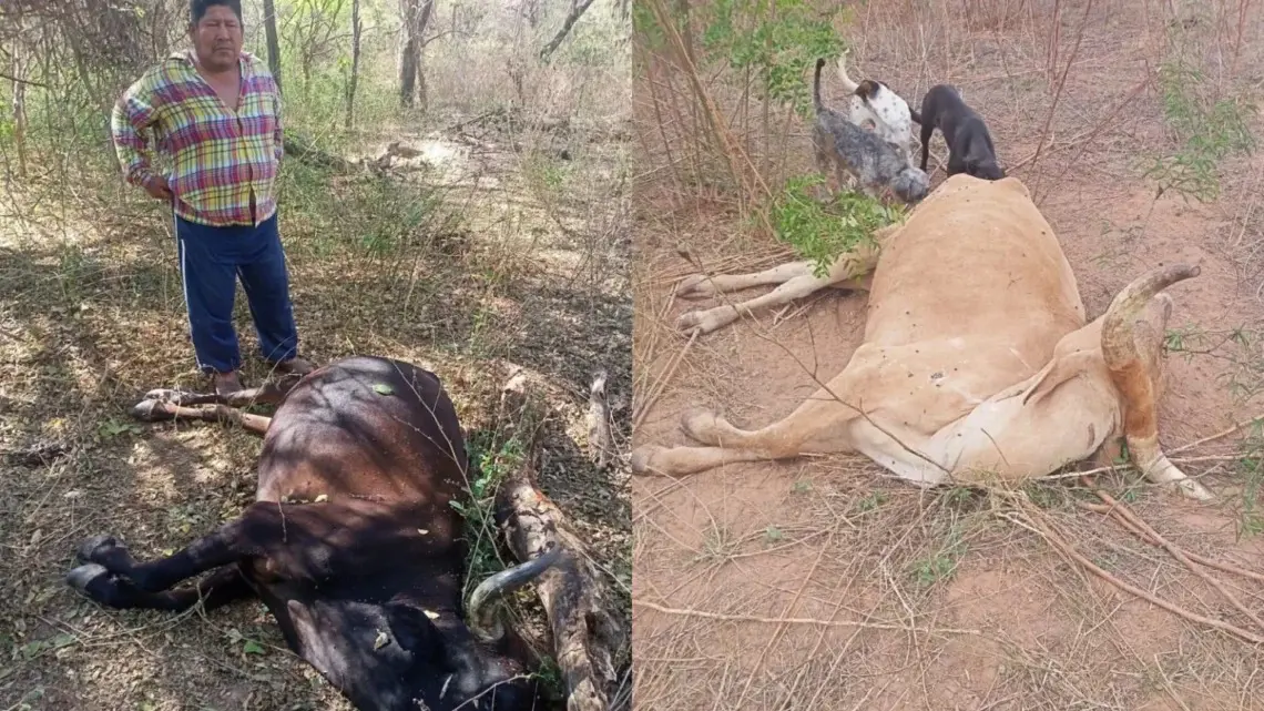 sequia-en-chuquisaca:-mas-de-67.000-cabezas-de-ganado-en-riesgo