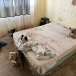 “toda-vida-cuenta”:-rescatan-a-16-perritos-desde-criadero-clandestino-en-coquimbo