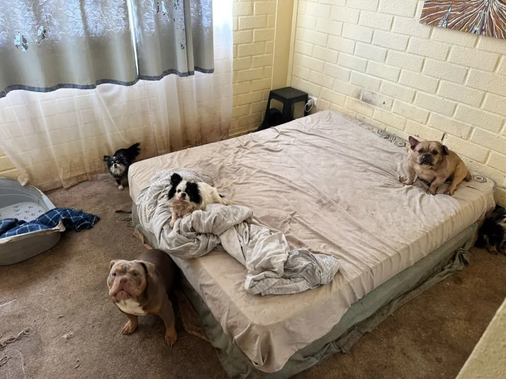 “toda-vida-cuenta”:-rescatan-a-16-perritos-desde-criadero-clandestino-en-coquimbo