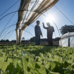 bat-brasil-e-climatempo-orientam-produtores-de-tabaco-do-sul-contra-o-el-nino