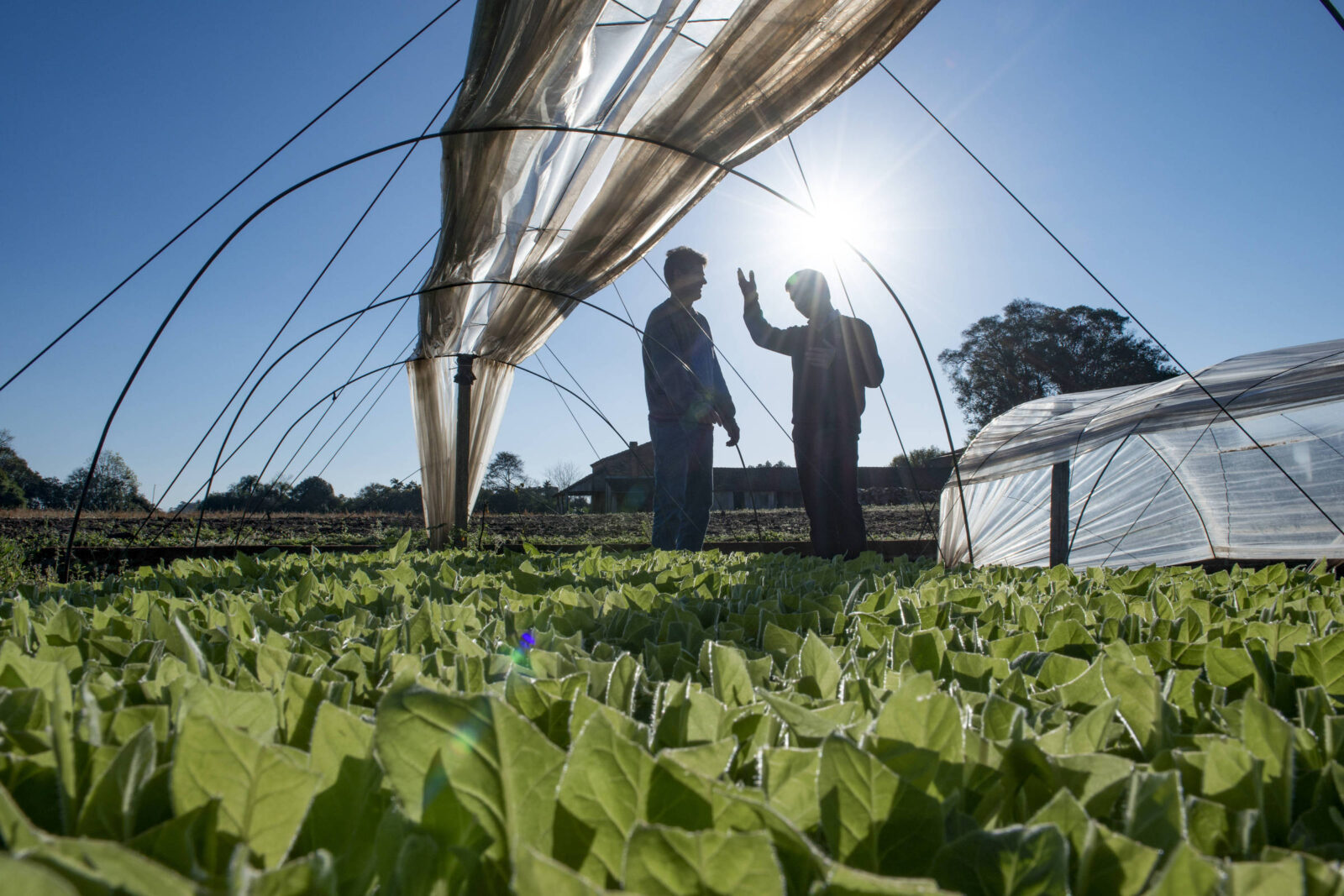 bat-brasil-e-climatempo-orientam-produtores-de-tabaco-do-sul-contra-o-el-nino