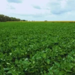 proyectan-siembra-de-1,3-millones-de-hectareas-de-soya-en-verano