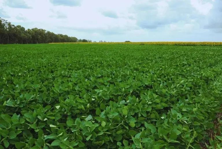 proyectan-siembra-de-1,3-millones-de-hectareas-de-soya-en-verano