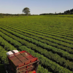 supreme-court-ruling-lifts-limits-on-foreign-land-ownership 