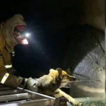 sucre:-rescatan-a-un-perro-que-llevaba-un-mes-en-una-alcantarilla