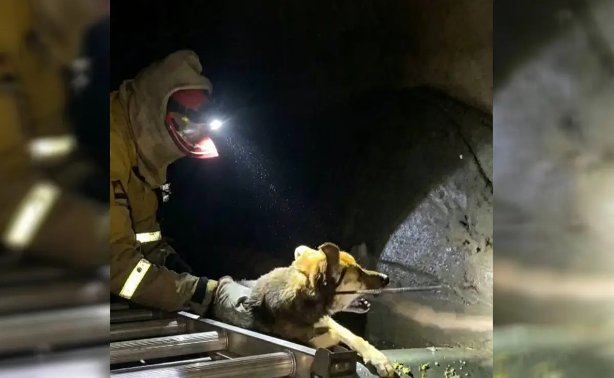 sucre:-rescatan-a-un-perro-que-llevaba-un-mes-en-una-alcantarilla