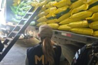 ejecutan-seis-allanamientos-en-huehuetenango-en-busqueda-de-fertilizantes-presuntamente-falsificados