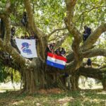 paso-barreto-tiene-el-arbol-mas-grande