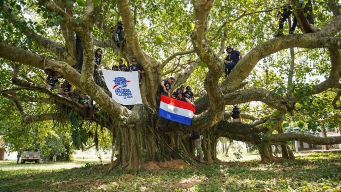 paso-barreto-tiene-el-arbol-mas-grande