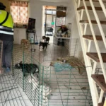 ¿que-pasara-con-los-16-bulldogs-rescatados-de-criadero-clandestino?