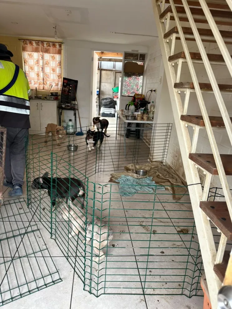 ¿que-pasara-con-los-16-bulldogs-rescatados-de-criadero-clandestino?