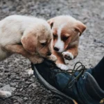 ¿por-que-tu-perro-muerde-zapatos-y-muebles?-la-ciencia-lo-explica