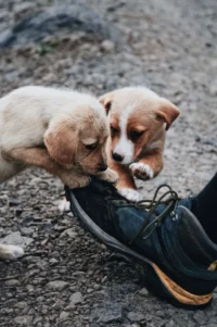 ¿por-que-tu-perro-muerde-zapatos-y-muebles?-la-ciencia-lo-explica