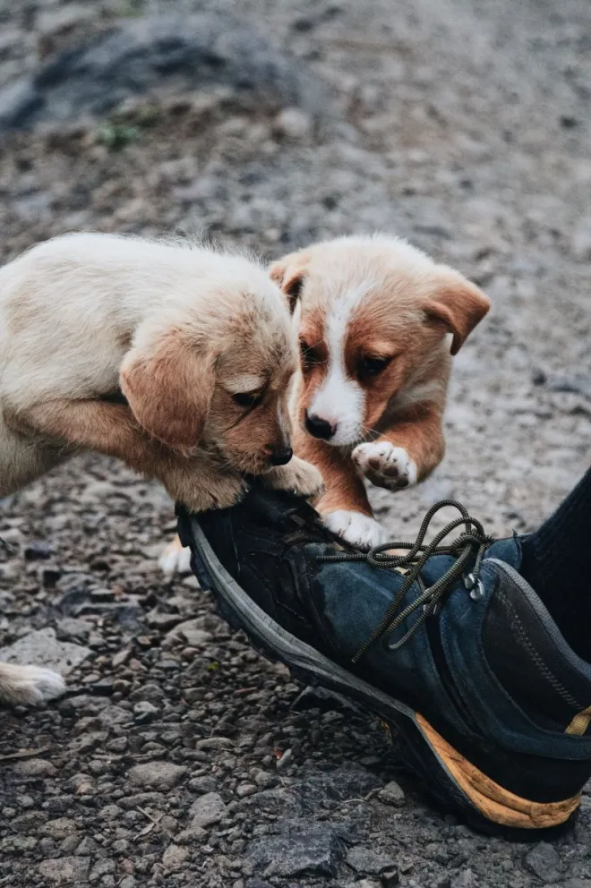 ¿por-que-tu-perro-muerde-zapatos-y-muebles?-la-ciencia-lo-explica