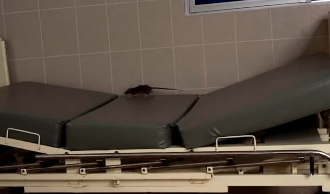 rata-pasea-sobre-camilla-y-se-sube-a-jarra-de-agua-usada-por-pacientes-en-area-de-dengue-de-hospital-essalud-en-piura