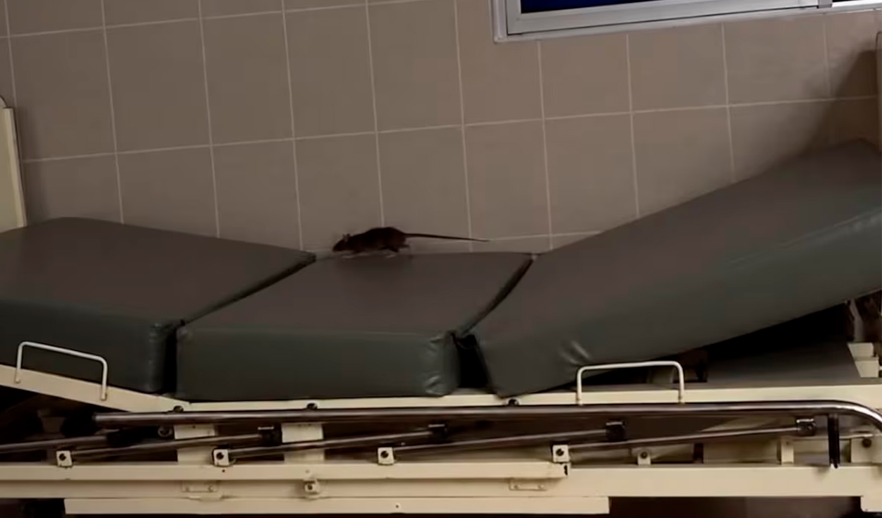 rata-pasea-sobre-camilla-y-se-sube-a-jarra-de-agua-usada-por-pacientes-en-area-de-dengue-de-hospital-essalud-en-piura