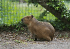 capivara-foge-de-zoologico-e-vira-celebridade-ao-driblar-buscas-por-6-meses