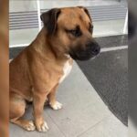 cachorro-comunitario-e-morto-a-tiros-por-policial-no-pr-e-caso-gera-revolta