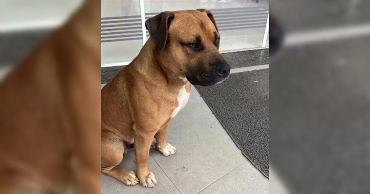 cachorro-comunitario-e-morto-a-tiros-por-policial-no-pr-e-caso-gera-revolta