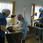 esterilizaciones-gratuitas-llegaran-a-distintos-sectores-urbanos-y-rurales-de-ovalle