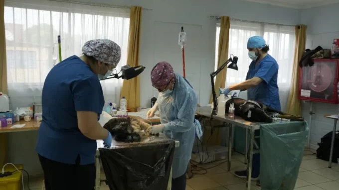 esterilizaciones-gratuitas-llegaran-a-distintos-sectores-urbanos-y-rurales-de-ovalle