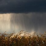 los-desafios-que-plantea-el-nino-a-un-sector-exportador-con-altibajos