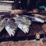 veda-para-la-corvina-negra-en-uruguay:-que-pasa-con-la-pesca-de-esta-especie-en-argentina
