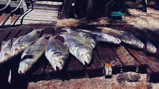 veda-para-la-corvina-negra-en-uruguay:-que-pasa-con-la-pesca-de-esta-especie-en-argentina