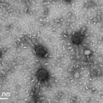 em-virus,-cientistas-descobrem-o-que-pode-vir-a-ser-uma-nova-ferramenta-de-edicao-genetica