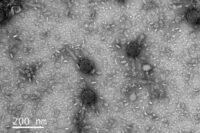 em-virus,-cientistas-descobrem-o-que-pode-vir-a-ser-uma-nova-ferramenta-de-edicao-genetica