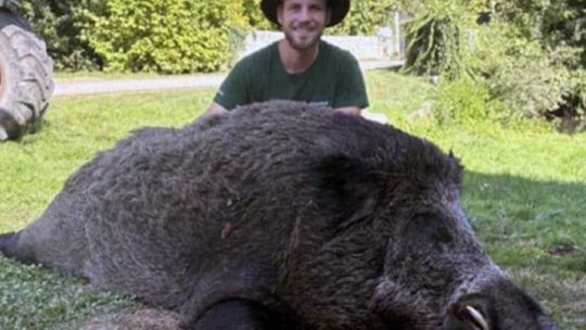 mira-el-gigantesco-jabali-que-cazaron-en-una-finca-abierta-francesa