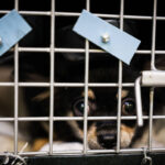 azul-registra-47,2-mil-caes-e-gatos-em-voos-e-viracopos-lidera-movimento
