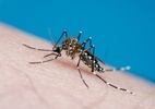 surto-atual-de-dengue-na-florida-e-o-maior-em-decadas-nos-eua-continental