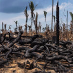 disputa-na-amazonia-ignora-floresta-em-pe,-e-candidatos-defendem-abertura-de-areas-e-grandes-obras