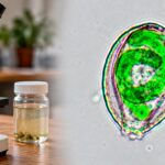 cientifica-analizo-agua-cerca-de-un-motel-de-us$80-y-hallo-2-nuevas-especies:-pistas-de-la-evolucion-de-hace-100-millones-de-anos