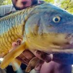 la-carpa-como-alimento-balanceado:-el-proyecto-de-rio-negro-para-aprovechar-una-especie-problematica
