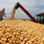 anapo-pide-liberacion-total-en-las-exportaciones-de-productos-agricolas 