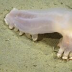 cientificos-identifican-57-nuevas-especies-de-aguas-profundas-en-los-canones-submarinos-de-mar-del-plata:-incluye-un-pepino-de-mar-translucido